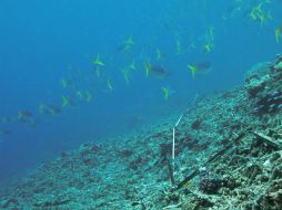Elementos de la Marina estadounidense buscan la manera de extraer los explosivos de ese espacio natural protegido. ARCHIVO /