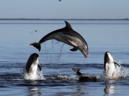 Estudios científicos encuentran que los delfines tienen sus nombres propios para llamarse entre sí. ARCHIVO /