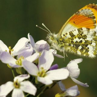 Praderas europeas pierden la mitad de sus mariposas