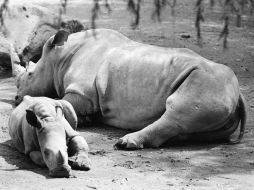 Sudáfrica estima tener la mayor población del mundo de rinocerontes, que podrían desaparecer en 2020. ARCHIVO /