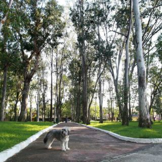 Guadalajara podría perder 222 hectáreas de áreas verdes