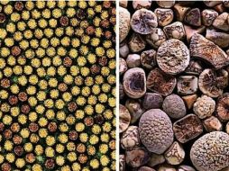 Barker y compañeros recolectaron alrededor de 100 imágenes estéticas de las enfermedades humanas. ESPECIAL /