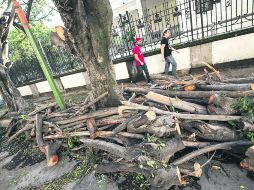 Los árboles podados se encuentran en la calle Atenas, entre Avenida Vallarta y Pedro Moreno, en Guadalajara. EL INFORMADOR /