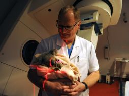 Los integrantes de la OIE procesarán, analizarán y difundirán datos e información sobre el bienestar animal. ARCHIVO /