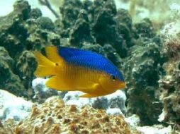 Los investigadores colocaron a un grupo de pez damisela en un tanque del laboratorio junto a una especie depredadora. ESPECIAL /