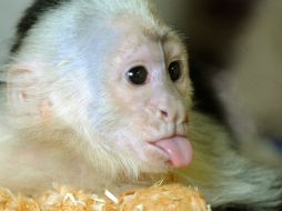 Bieber no presentó los documentos necesarios de vacunación e importación del mono cuando llegó a Alemania. AP /