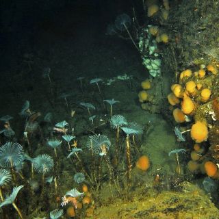 Un tercio de la vida polar marina amenazada