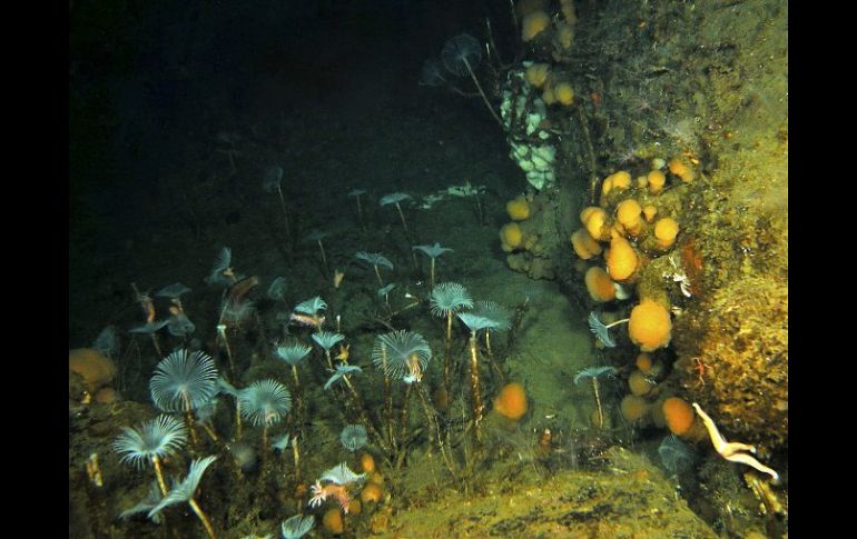 Un tercio de la biodiversidad de los lechos marinos polares está amenazada por el cambio climático. EFE /