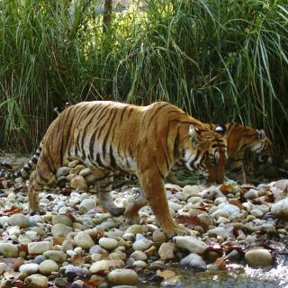 Nepal se convierte en el gran protector del tigre