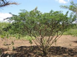 Árbol de Tepezcohuite (Mimosa Tenuiflora). ARCHIVO /