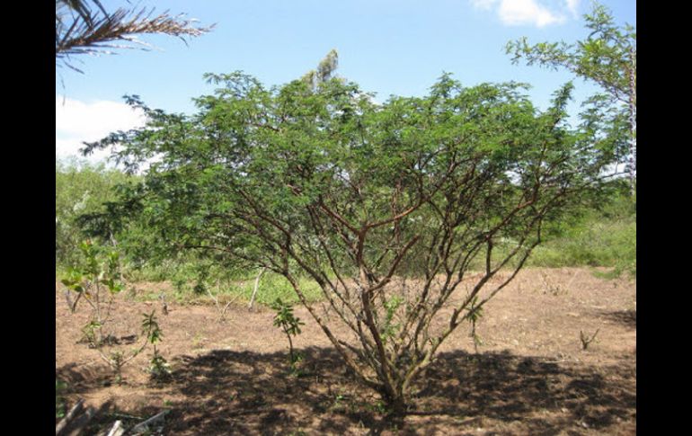 Árbol de Tepezcohuite (Mimosa Tenuiflora). ARCHIVO /