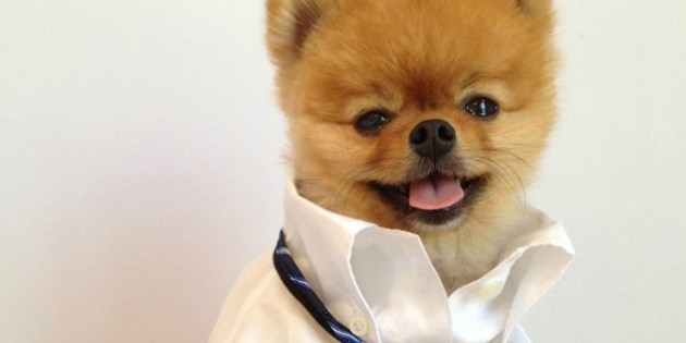 Jiff el perro estrella que cautiva la red | El Informador