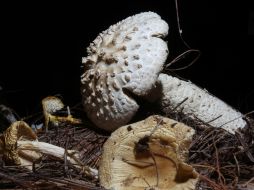 En Jalisco se han detectado mil 75 especies de hongos macroscópicos hasta el momento. ARCHIVO /