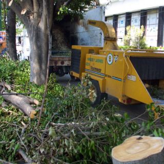 Tlajomulco recolecta cuatro toneladas diarias de residuos forestales