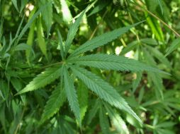 La ley uruguaya establece que la droga podrá ser producida por empresas o por clubes de consumidores. ARCHIVO /