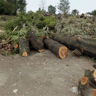 Basura forestal, valiosa para la tierra en Tonalá