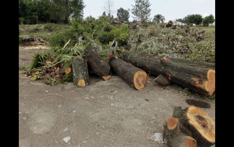 En promedio, al día se recogen de 45 a 55 metros cúbicos de maleza en Tonalá, los cuales se procesan y se reutilizan.  /