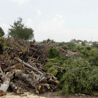 Recomiendan regresar desechos forestales a la naturaleza