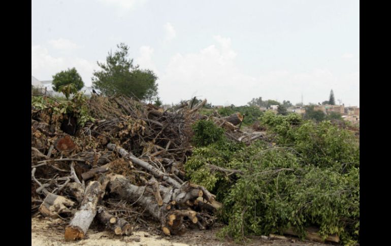 Consultor promueve que ayuntamientos culturicen a población para que no consideren a los árboles como estorbos o basura.  /