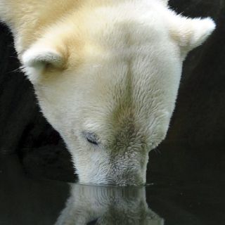 El Ártico bate récord en pérdida de hielo