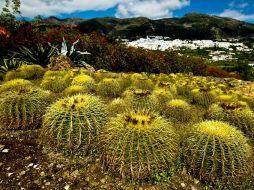 Ante este gran descubrimiento, cabe destacar que ''La Naturaleza lo hizo primero''. ARCHIVO /