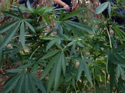 La cannabis está catalogada como un estupefaciente. ARCHIVO /