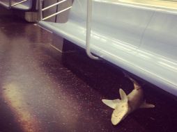 El cadáver del tiburón se encontraba debajo de un asiento. TOMADA DE @imababysquid  /