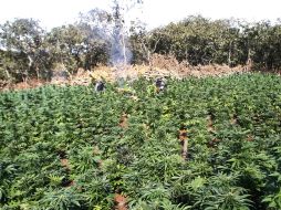 El consumo de mariguana en Jalisco ha ido en aumento en los últimos años, según la Encuesta Estatal de Adicciones. ARCHIVO /