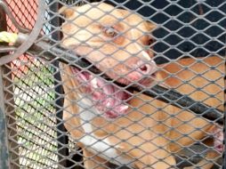 Un niño de un año y ocho meses murió por un ataque de cuatro perros. ARCHIVO /