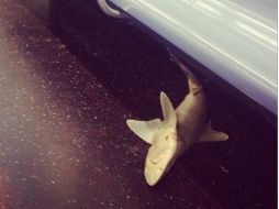 El tiburón fue encontrado en la línea N del metro de Nueva York. ARCHIVO /