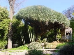 El Dracaena Draco es empleado en medicinas alternativas y su resina le dio el tinte a los famosos instrumentos de cuerda Stradivarius. ARCHIVO /