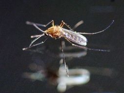 La malaria o paludismo es transmitida a los humanos por la picaduras de mosquitos infectados. ARCHIVO /