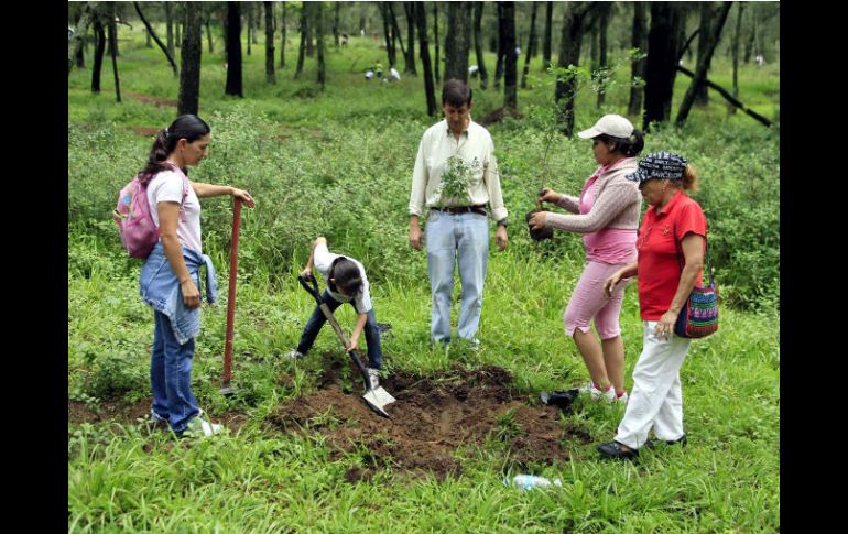 Se trata de la consolidación del bosque más importante del municipio. ARCHIVO /