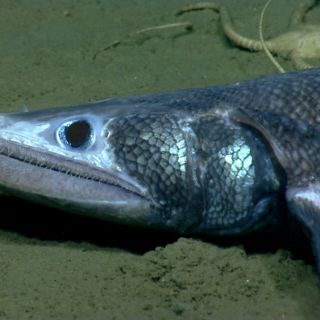 Reality show muestra la vida en el fondo del mar