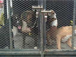 Un niño de un año y ocho meses murió tras ser atacado por cuatro perros. ARCHIVO /