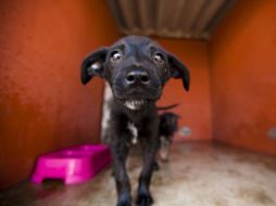 La investigación arroja que la edad es más relevante que la especie a la hora de obtener empatía. ARCHIVO /