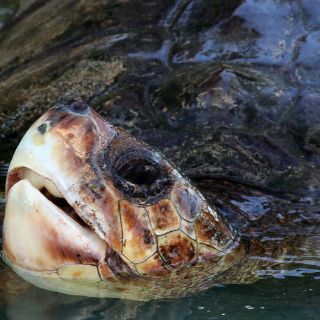 Tortuga-lagarto ataca a un bañista en Alemania