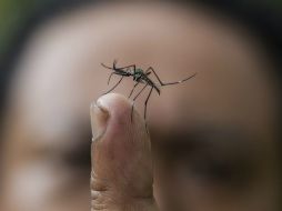 En Colima seguirán realizando acciones para combatir al mosquito Aedes aegypti. ARCHIVO /