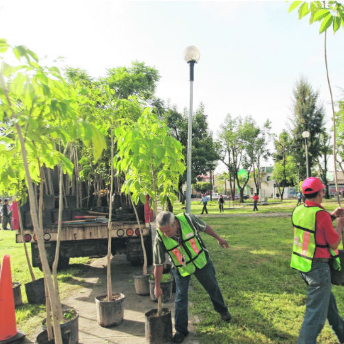 Proyectan un Jalisco verde con cinco millones de árboles nuevos | El  Informador