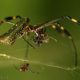 Costa Rica agrega cinco mil nuevas especies a su registro