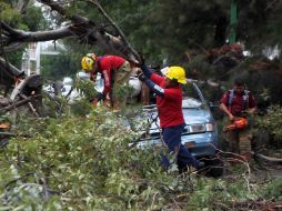 Los árboles caídos ya fueron removidos de la vía pública.  /
