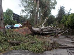 Protección Civil reporta 74 árboles caídos tras lluvia en ZMG.  /