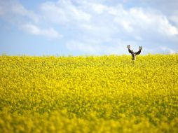Campo  de canola en Canadá. ARCHIVO /