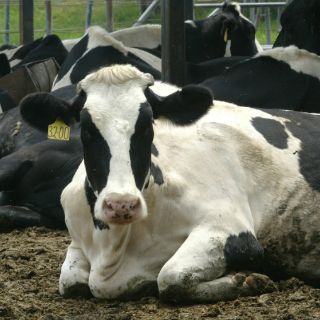 Crecerá producción de leche en Jalisco en 2013