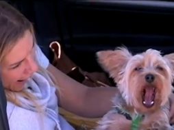 Parecen ser los cáninos aquellos que comparten un nexo estrecho entre las reacciones humanas y las suyas. ESPECIAL /