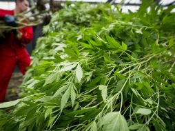 Organizaciones civiles consideran que la prohibición al consumo de mariguana viola el derecho a elegir. ARCHIVO /