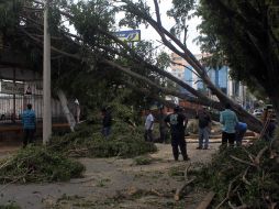 Expertos coinciden en que la falta de mantenimiento en el arbolado de la ZMG provoca su caída durante el temporal de lluvias. ARCHIVO /