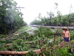 Los fuertes vientos causados por el tifón ha tirado árboles. AFP /