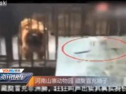 Si escucha ladridos provenientes de la jaula del león, tal vez se sorprenda, pero sucede en China. ESPECIAL /