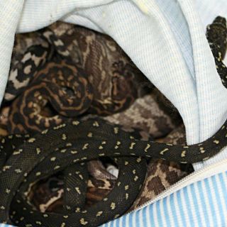 Encuentran 40 serpientes pitón en habitación de hotel en Canadá